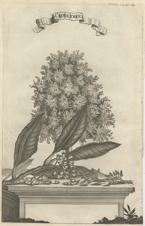 Rare Old Copper Engraving of a Clove Tree in the East Indies, Asia, 1659, close-up 1