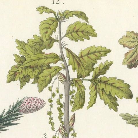 Hand-Colored Botanical Lithograph of Spruce, Oak, Currant, 1854, close-up 4