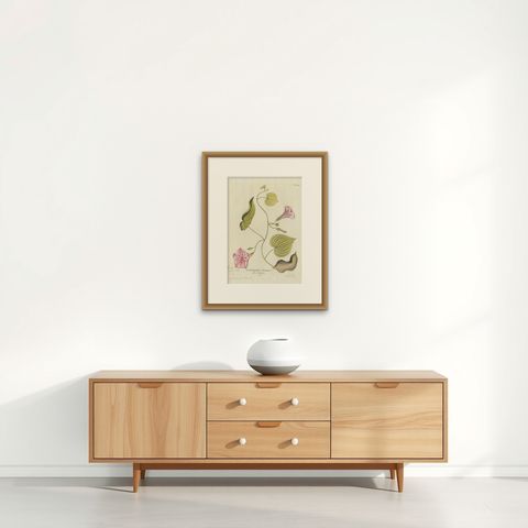 Convolvulus Batatas Botanical Engraving, Icones Plantarum Medicinalium, 1788, shown framed on a wall, true to size
