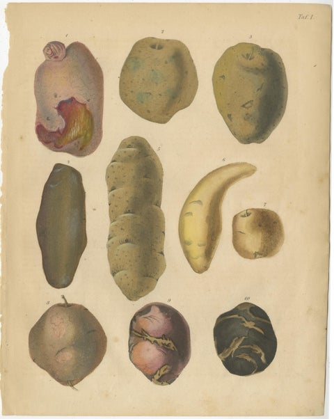 Antique Botanical Lithographs of Potatoes and Tubers, Calwer 1852, view 2