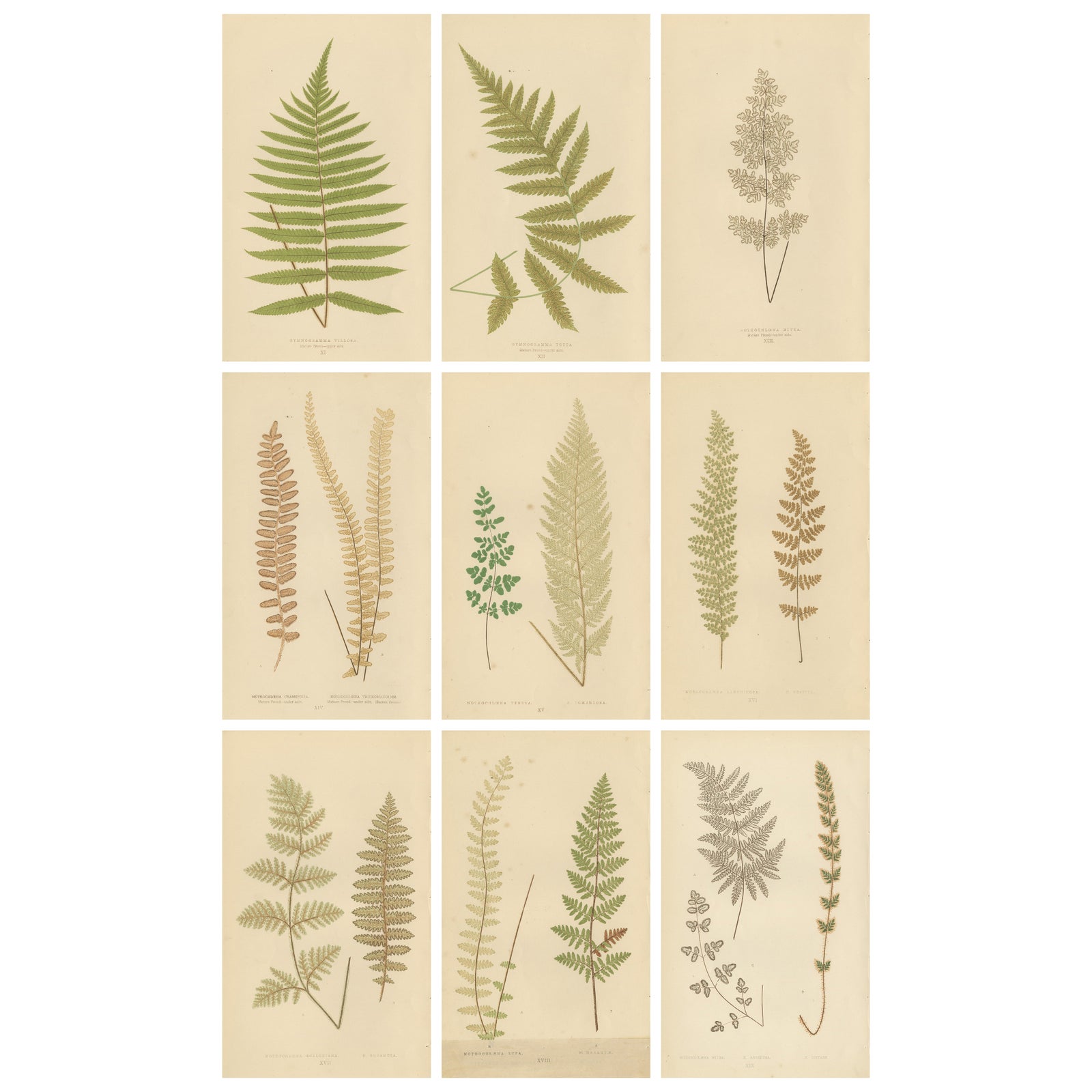 Victorian Fern Botanical Prints, Exotic Decorative Plant Studies Set 1856
