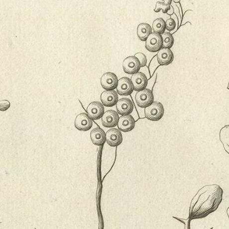 Antique Print of a Ziziphus and Other Plants by Shaw, 1780, close-up 1