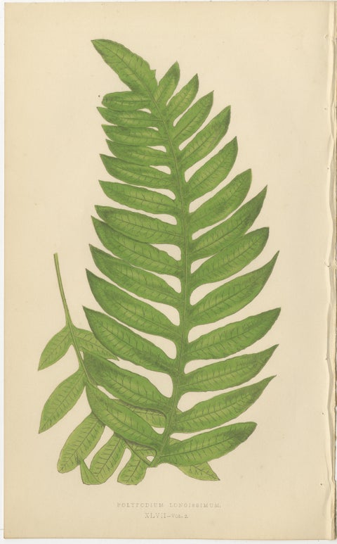 Collection of 10 Original Antique Tropical Fern Lithographs by E.J. Lowe, 1856, view 10