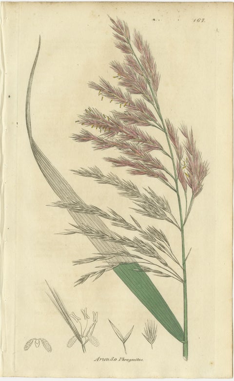 Set of 8 Antique Botanical Engravings of Avena, Arundo & Meadow Grasses, c.1830, view 8