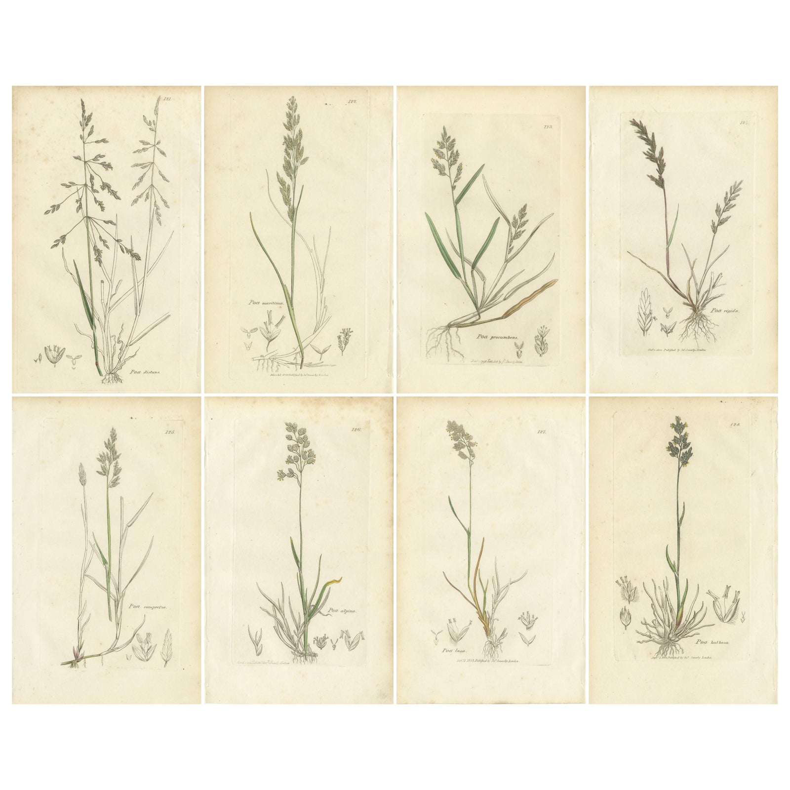 Set of 8 Antique Botanical Prints, Poa Grasses: Meadowgrass & Bluegrass ca.1830