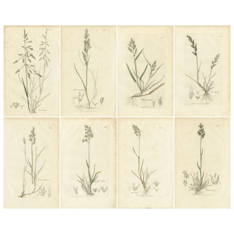 Set of 8 Antique Botanical Prints, Poa Grasses: Meadowgrass & Bluegrass ca.1830