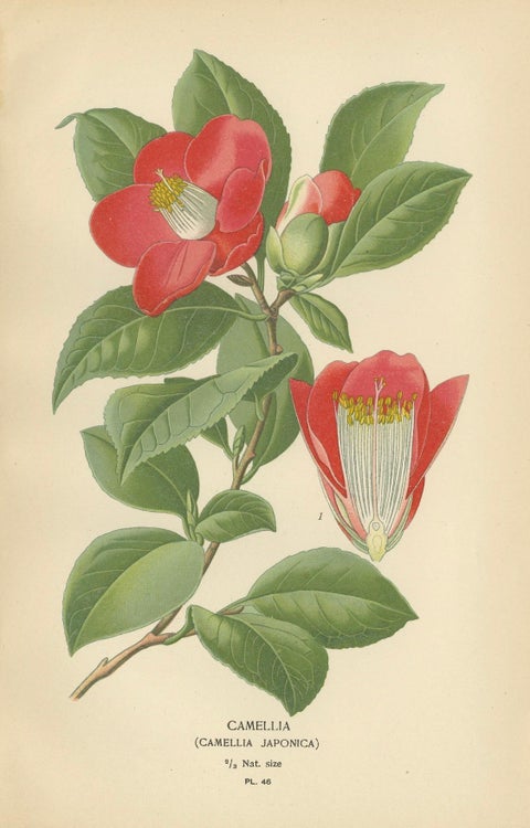 Botanical Elegance: A Triptych of 19th-Century Floral Art, 1896, close-up 2