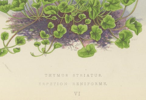Striped Thyme and Kidneywort Violet, Hand-Coloured Botanical Print, 1874, close-up 2