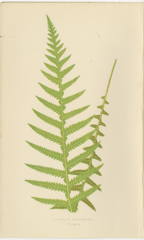 Antique Hand-Colored Fern Prints, Didymochlaena, Aspidium, 19th Century, view 6