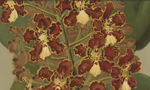 Red and Gold Orchid Print, Odontoglossum Coronarium, Reichenbachia c.1888, close-up 2
