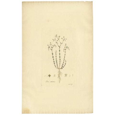 Antique Botany Engraving of Linum Catharticum, circa 1817