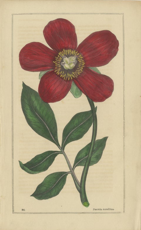 1871 Botanical Prints of Paeonia and Butomus from Tunbridge Wells Flora, view 2