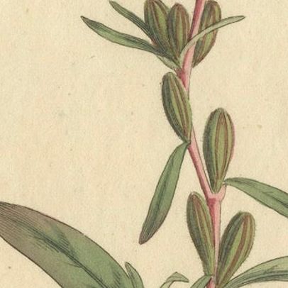 Botanical Engraving of Yellow Loosestrife (Lysimachia), Rare 1796 Floral Print, close-up 5
