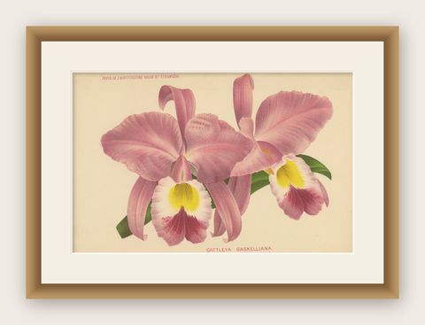 Beautiful Pink and Yellow Colored Print of a Gaskell's Orchid, ca.1880, shown framed