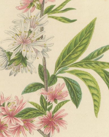 Double Flowering Peach Japonica Stellata, Amygdalus Persica, 1859, close-up 1