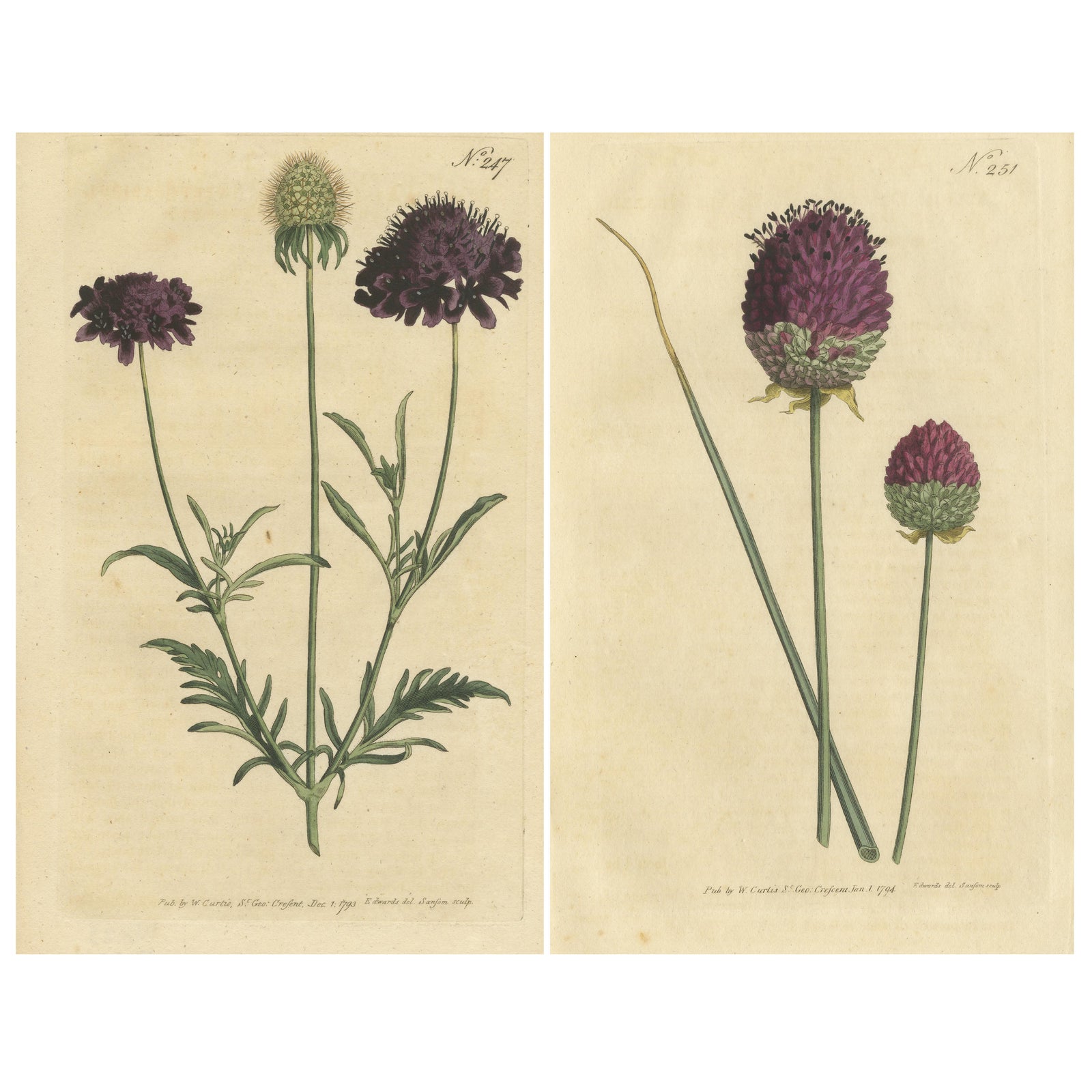 Set of 2 Antique Botany Prints, Sweet Scabious, Purple-Headed Garlic