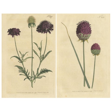 Set of 2 Antique Botany Prints, Sweet Scabious, Purple-Headed Garlic
