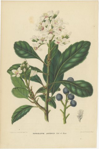 Raphiolepis Japonica, Flowers and Blue Berries Chromolithograph, 1859, view 2