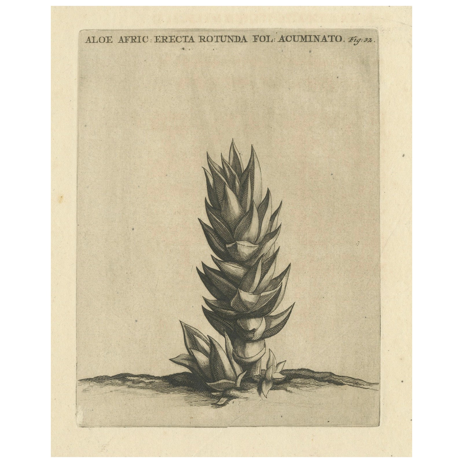 Botanical Engraving of Aloe Afric Erecta from Caspar Commelin's Work, 1706