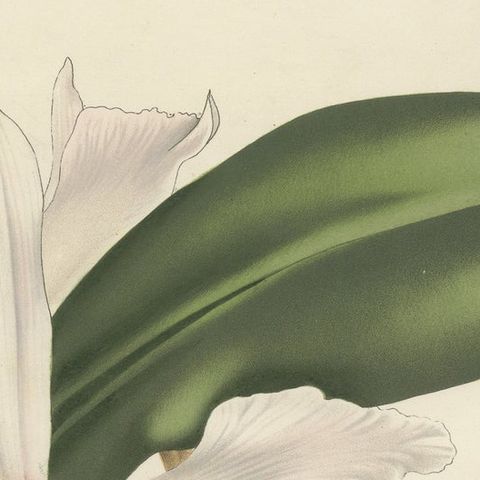 Stelzner's Laelia Orchid: Hand-Colored Lithograph by Louis van Houtte, 1855, close-up 5