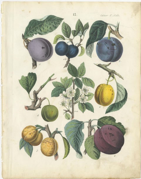 Antique Fruit Chromolithographs, Apples & Plums, Set of Six, Calwer 1854, view 6