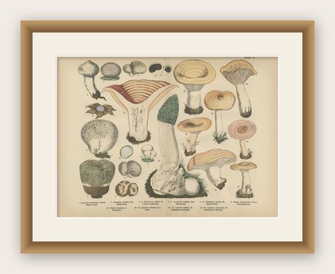 Morel & Funnel Mushrooms, Antique Botanical Lithograph by Fünfstück, 1885, shown framed