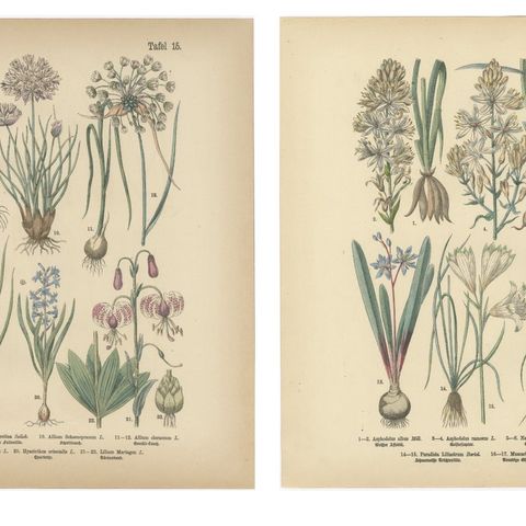 Antique German Botanical Atlas Plates, Tafel 15 to 16, Bulb Flowers, 1885, close-up 1
