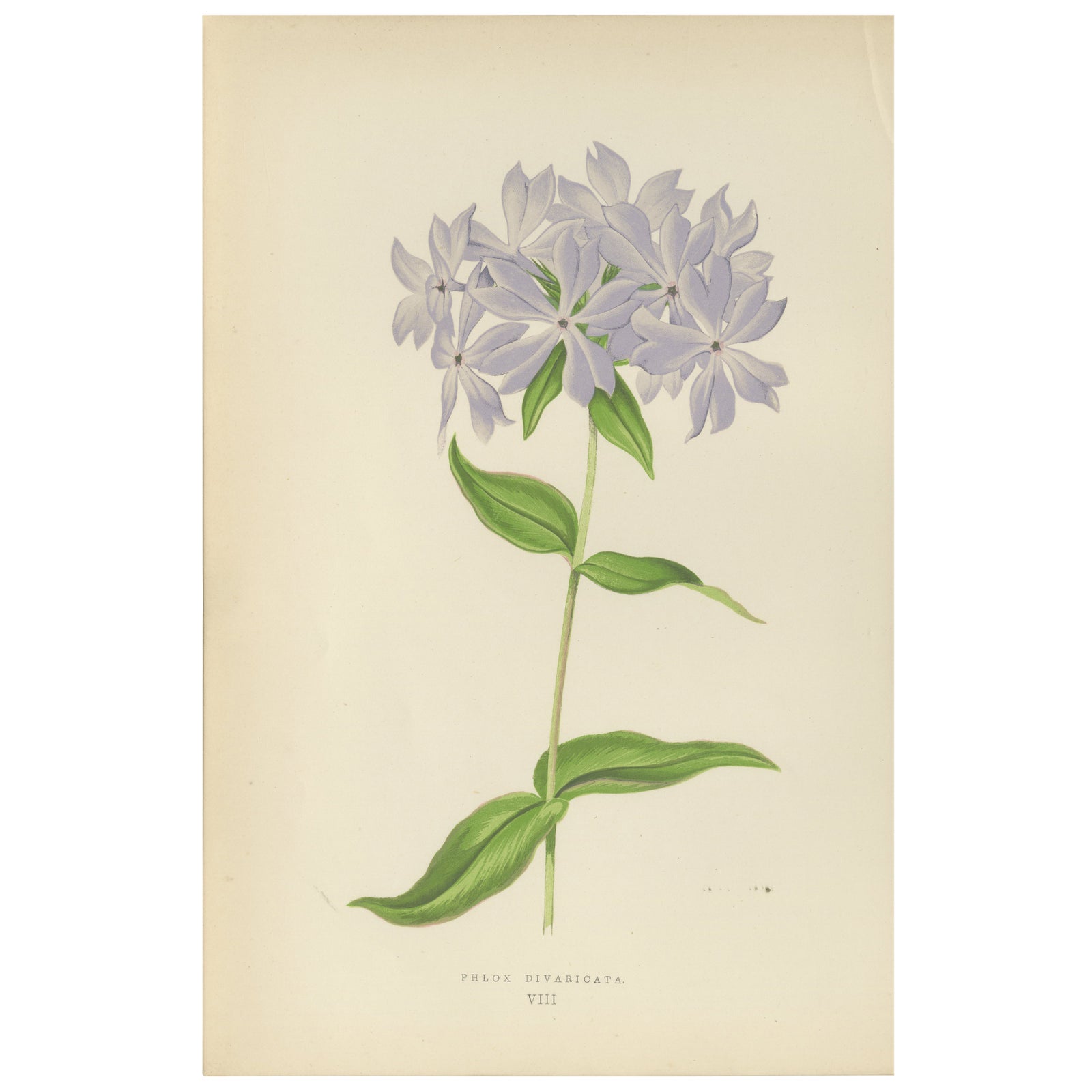 Wild Blue Phlox (Phlox Divaricata), Hand-Coloured Botanical Print, 1874