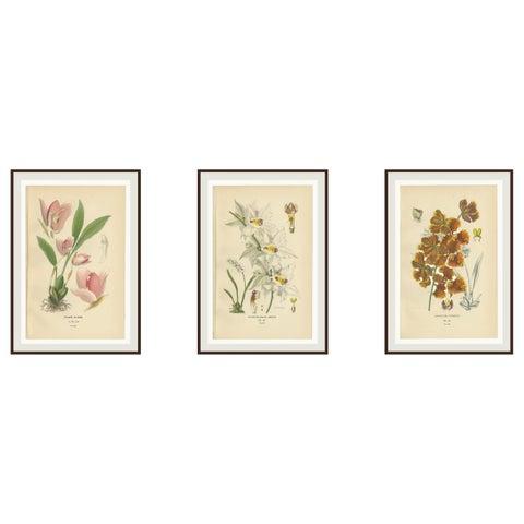 Set of 3 antique orchid lithographs, Lycaste, Odontoglossum & Oncidium, 1897