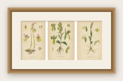 Floral Symphony: Müller's 1904 Botanical Illustrations, shown framed