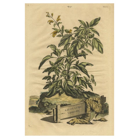 Botanical Illustration of Yellow Variegated Sage from Munting’s 1696 Herbal