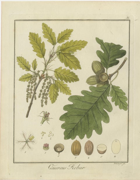 English Oak, Cloth of Gold Crocus, and Sand Sedge: Botanical Illustrations 1819, view 2