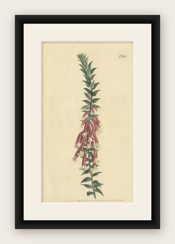 Antique Botany Print of Epacris Impressa Also Known as Common Heath, 1806, shown framed