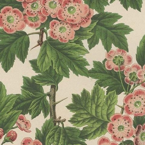 Antique Plant Print of the Crataegus Oxyacantha by G. Severeyns, 1879, close-up 2