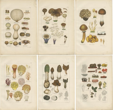Set of 6 Antique Mycology Prints of the Common Stinkhorn & Other Mushrooms, 1875, view 2