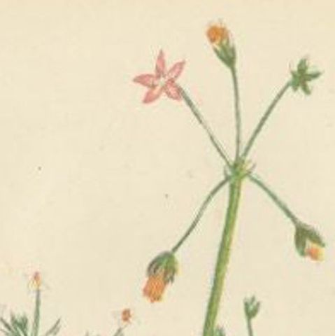 Antique Botany Print of Procumbent Pearl-Wort, c.1860, close-up 2