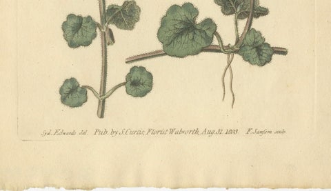 Antique Ground Ivy Botanical Engraving, Glechoma hederacea, 1805, close-up 2