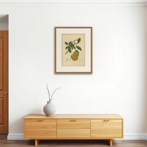 Original Antique Botanical Chromolithograph of Buddha's Hand Citron, c. 1880, shown framed on a wall, true to size