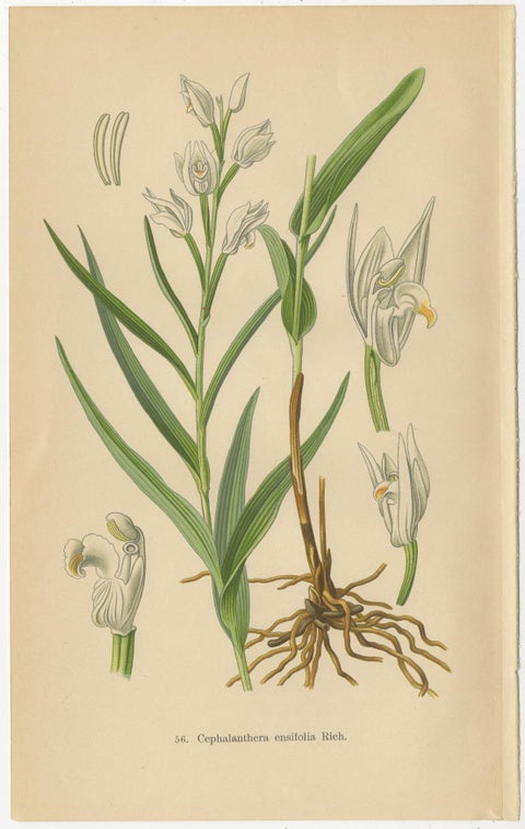 Orchid Elegance: Masterpieces of Botanical Illustration from 1904, view 3