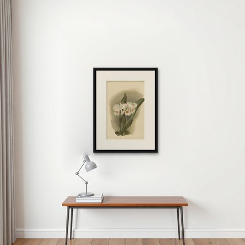 Large Antique Botanical Print, White Orchid Cattleya Schroederæ Alba, c.1888, shown framed on a wall, true to size