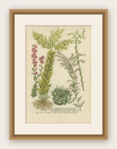 Decorative Botanical Engraving of Sedum & Succulent Plants, 1737, shown framed