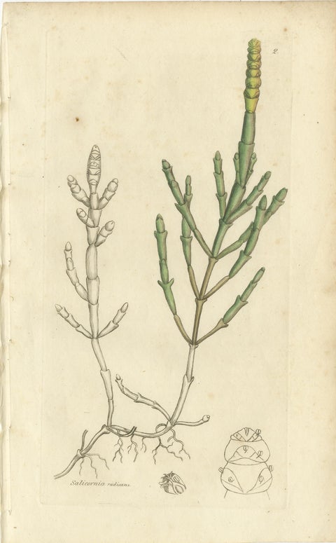 Eight Antique Botanical Plates: Glasswort, Horsetail, Privet & More, c.1830, view 3