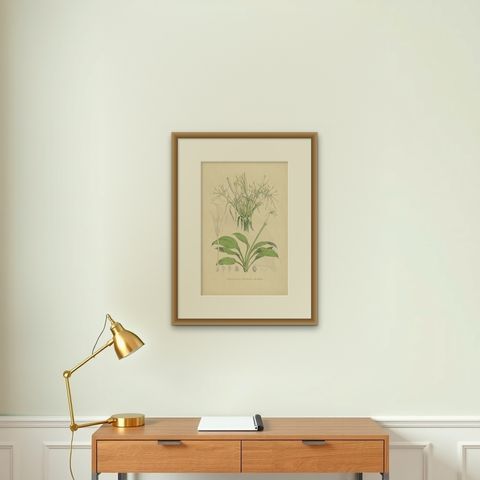 Antique Botany Print of Hymenocallis Tubiflora by De Vriese '1847', shown framed on a wall, true to size
