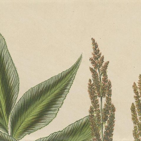 Antique Botany Print of Anemia Phyllitidis '1875', close-up 1
