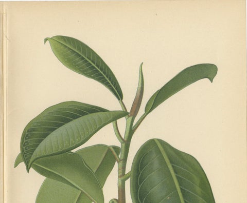 1897 Victorian Botanical Print, India-Rubber Plant (Ficus Elastica), close-up 1