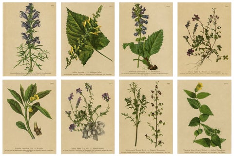 Set of 8 Antique Alpine Botanical Chromolithographs, Atlas der Alpenflora 1897