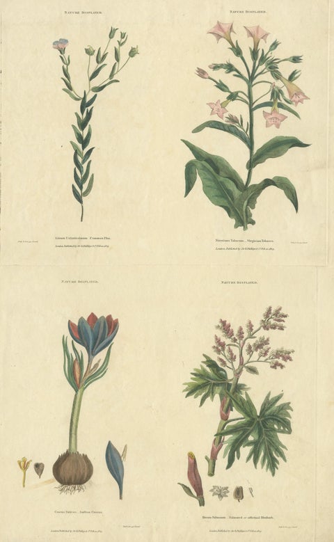 Old Botanical Quartet: Portraits of Flax, Tobacco, Saffron, and Patience, 1823, view 3