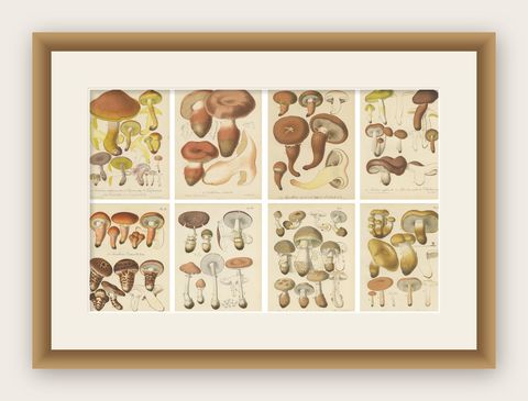 Set of 8 Antique Mycology Prints of Various Fungi by Barla, circa 1890, shown framed
