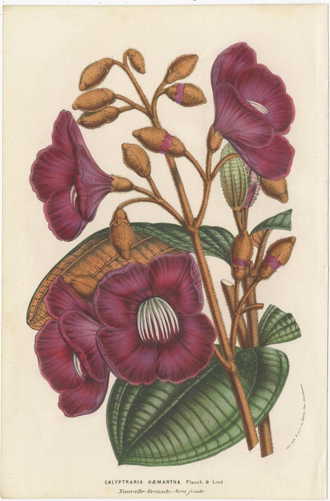 Set of 6 Antique Botany Prints, Wisteria, Scutellaria, Sage 'circa 1853', view 7