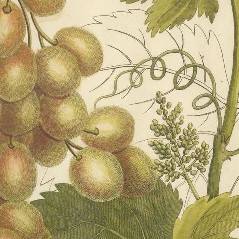 Antique Grape Botanical Engraving, Vitis Vinifera, Hand Colored, c.1831, close-up 5